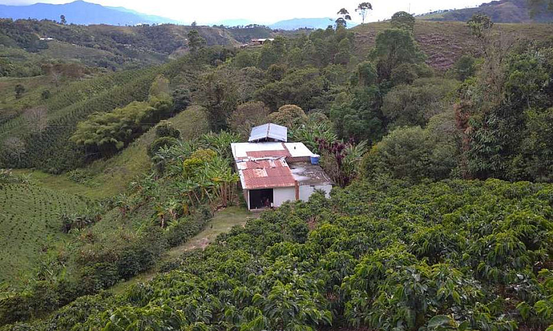 Finca Cafetera Produ...