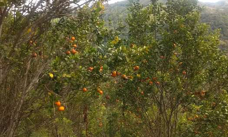 Venta Finca Chocolat...