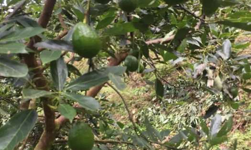 Vendo Finca Con Agua...