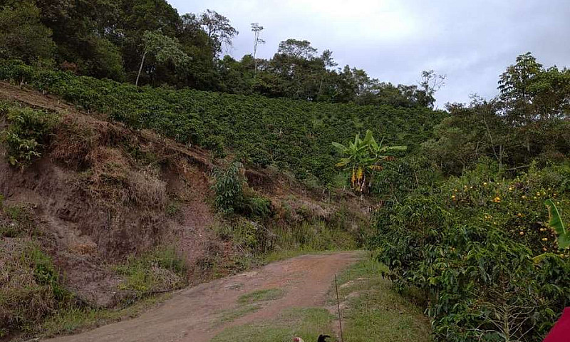 Finca Cafetera Produ...