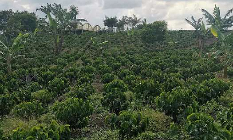 Vendo Linda Finca...