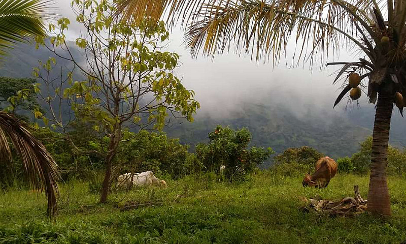 Finca Ganadera...