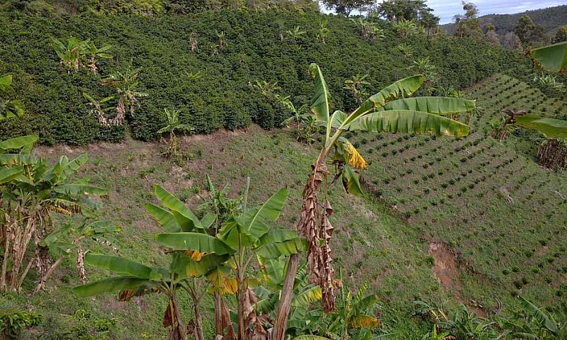 Finca Cafetera Produ...