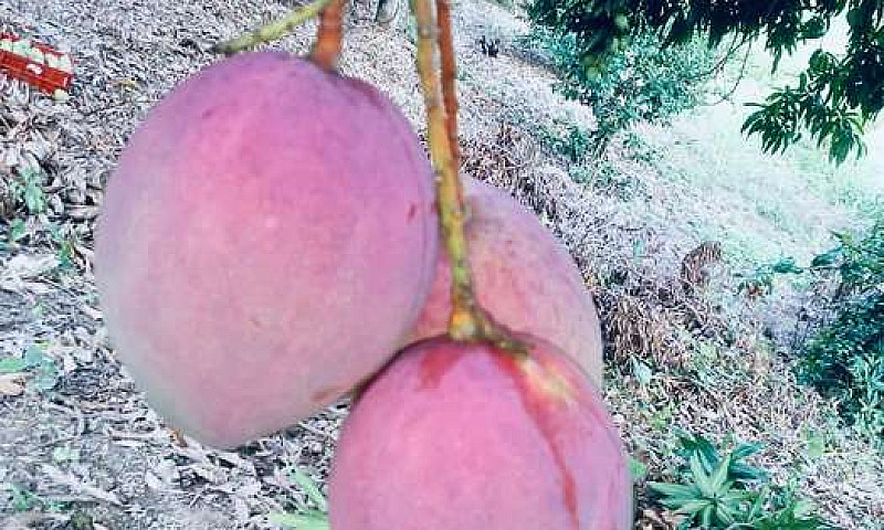 Venta Finca Frutal E...