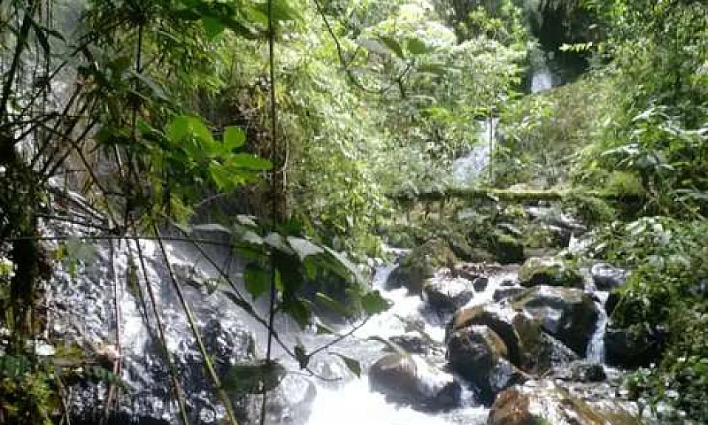 Vendo Finca Cafetera...