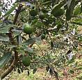 Vendo Finca Con Aguacate Hass