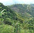 Finca Balboa (Risaralda)