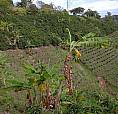 Finca Cafetera Productiva