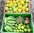 Venta Finca Frutal En Producción