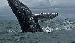 Vendo Hermosa Cabaña Para Hospedaje Frente Al Mar