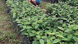Finca Productora De Cafe