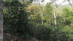 Se Vende Finca O Se Permuta Por Casa En Pitalito Huila